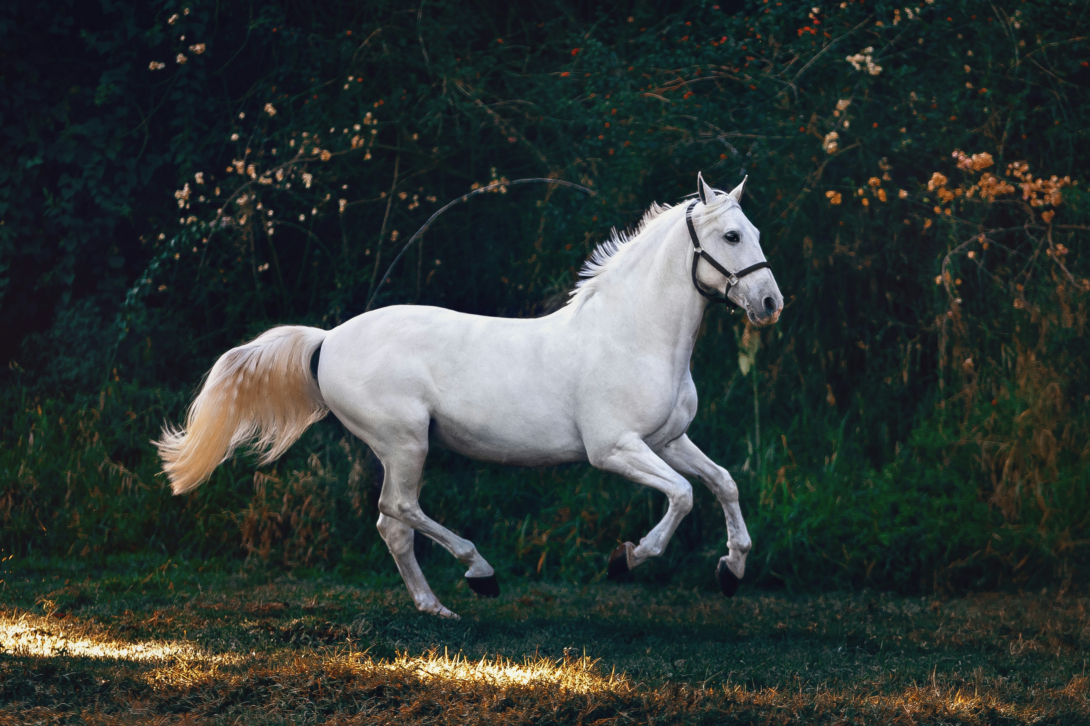 Cinematic Horse Safari